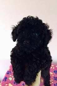 Spettacolare cagnolino colore nero di barboncino toy