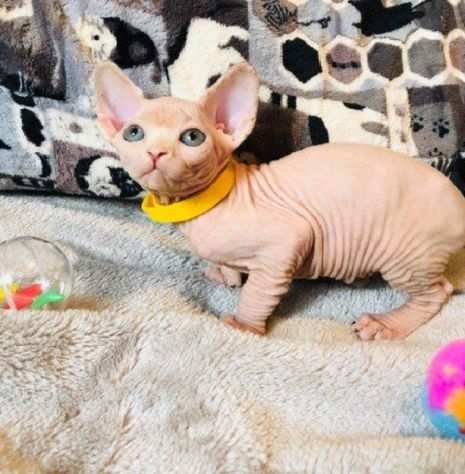 Sphynx cuccioli gatto nudo nati in casa