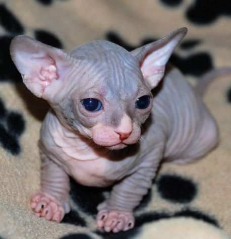 Sphynx cuccioli gatto nudo nati in casa