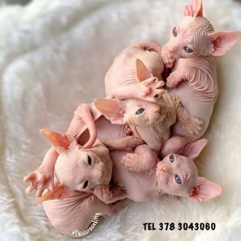 sphynx - gatto nudo