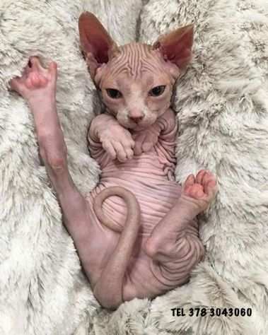 sphynx - gatto nudo