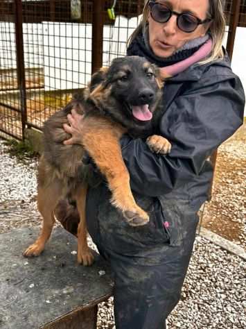 Spike cucciolo di 5 mesi sta aspettando che qualcuno si innamori di lui