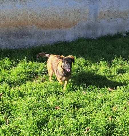 Spike cucciolo di 5 mesi sta aspettando che qualcuno si innamori di lui