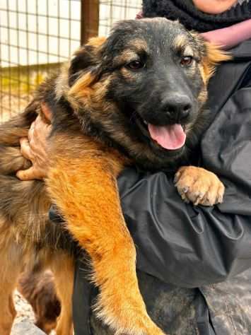 Spike simpatico cucciolo 5 mesi rinchiuso in canile aspetta la sua famiglia