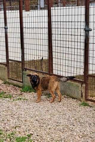 Spike simpatico cucciolo 5 mesi rinchiuso in canile aspetta la sua famiglia