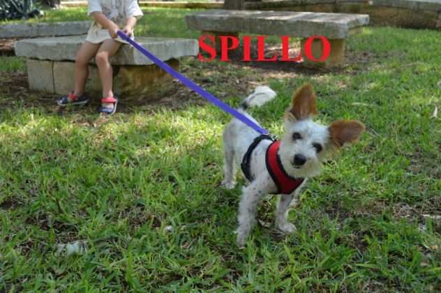 Spillo, 2 anni, taglia mini