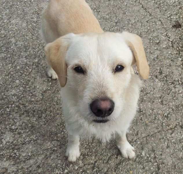 SPINO E LILLO, splendidi cagnoloni