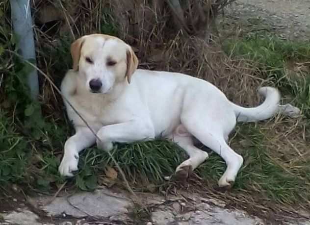 SPINO E LILLO, splendidi cagnoloni