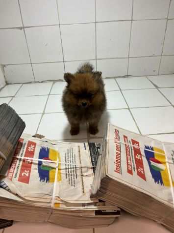 Spitz Pomerania nano con primo vaccino