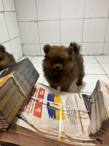 Spitz Pomerania nano con primo vaccino