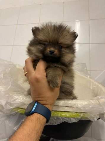 Spitz Pomerania nano italiano spettacolare vaccinato femmina