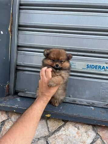 Spitz Pomerania nano marroncino italiana femminuccia vaccinata