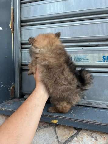 Spitz Pomerania nano marroncino italiana femminuccia vaccinata