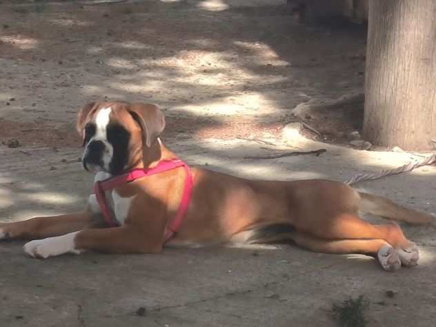 Splendida cucciola di boxer fulva con pedigree di alta genealogia