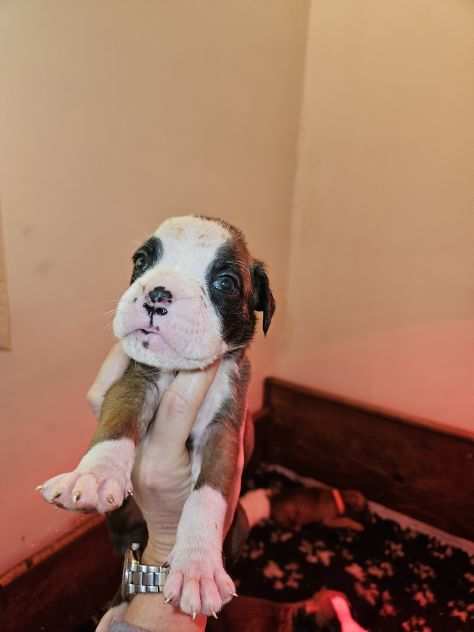 Splendidi cuccioli boxer