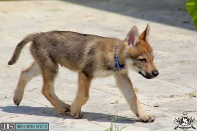 Splendidi cuccioli di cane lupo cecoslovacco