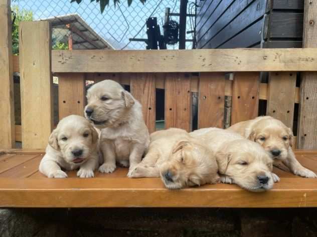 Splendidi cuccioli di golden retriever