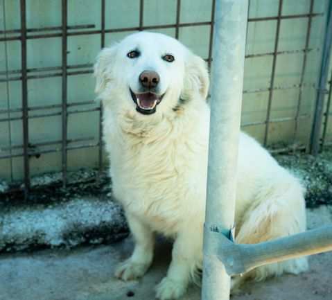 Stella, (9 anni, taglia media contenuta) timida ma sorridente