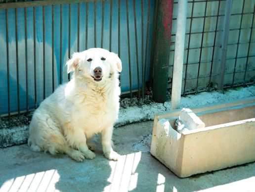 Stella, (9 anni, taglia media contenuta) timida ma sorridente