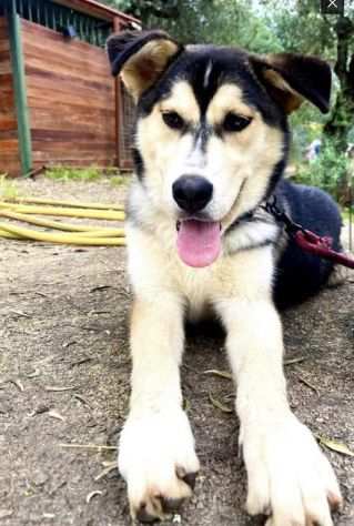 Stella cucciola incrocio husky