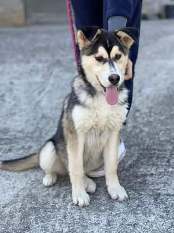 Stella cucciola incrocio husky