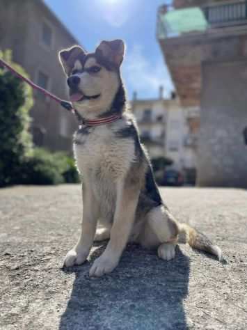 Stella cucciola incrocio husky