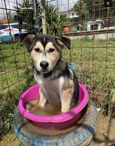 Stella cucciola incrocio husky