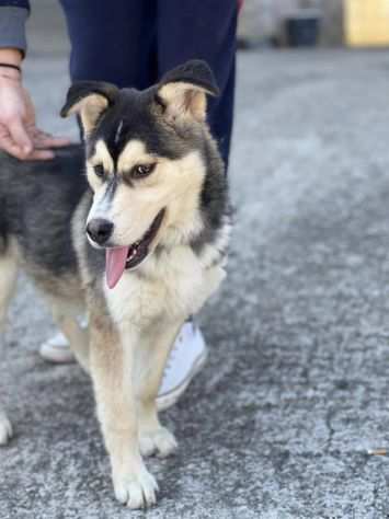 Stella cucciola incrocio husky