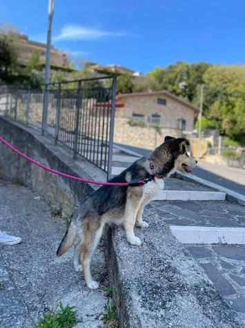 Stella cucciola incrocio husky