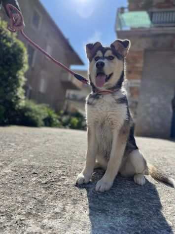 Stella cucciola incrocio husky