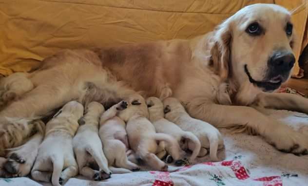 stupendi cuccioli di golden retriever