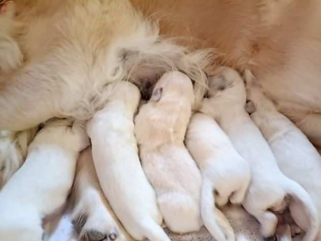 stupendi cuccioli di golden retriever