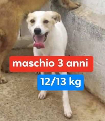 SYD 3anni - 1213kg in un megacanile del SUD.... spera anche lui