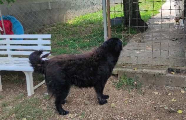 TABOO, cresciuto in canile cane in adozione.