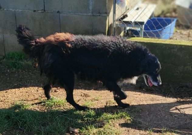 TABOO, cresciuto in canile cane in adozione.