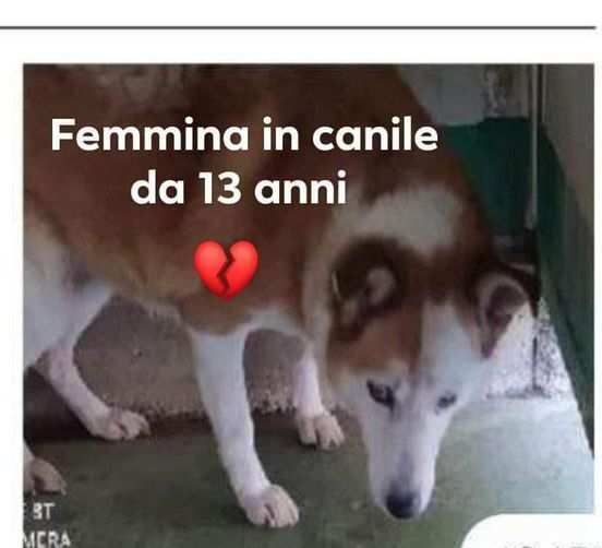 TAMARA 13anni di canile SUD