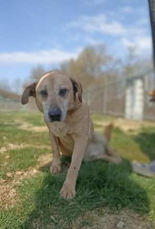 Tango adozione cane anziano