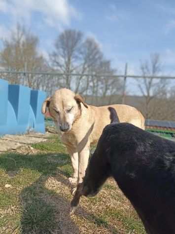 Tango adozione cane anziano