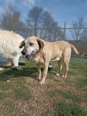 Tango adozione cane anziano