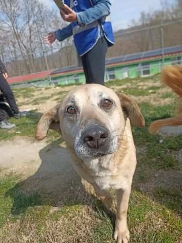 Tango adozione cane anziano