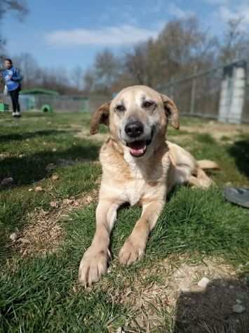 Tango adozione cane anziano