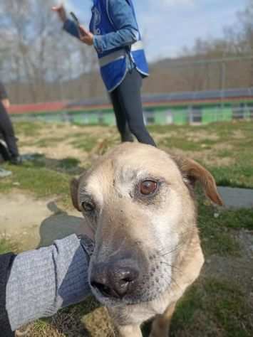 Tango adozione cane anziano