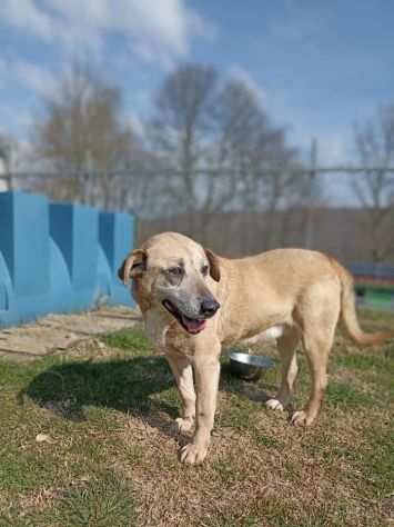 Tango adozione cane anziano