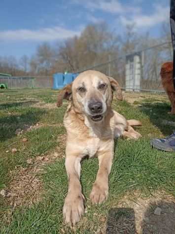 Tango adozione cane anziano