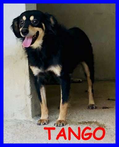 TANGO sui 5anni timidino ma anche curioso