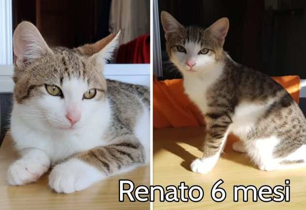 Tanti GATTINI ABBANDONATI