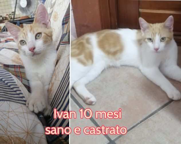 TANTI GATTINI SOLI