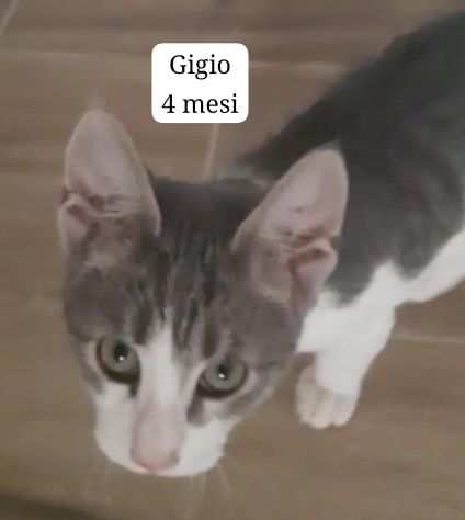 TANTI GATTINI SOLI EMERGENZA