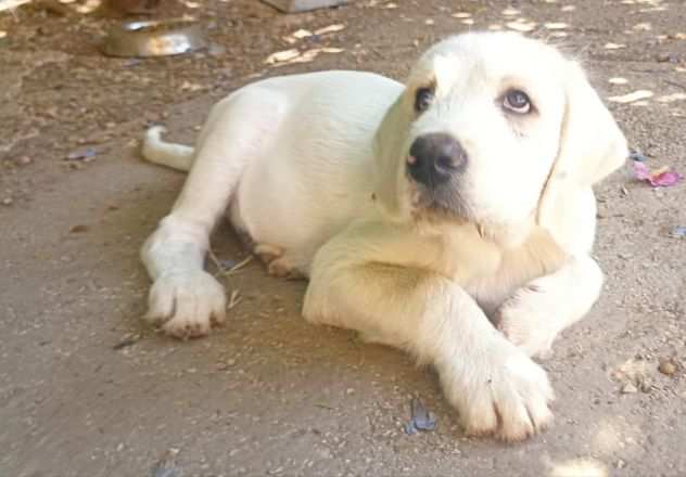 Taralluccio cucciolo