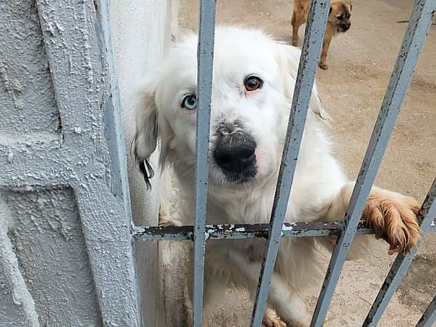 Taro, bellissimo (taglia mediopiccola, 6 anni)